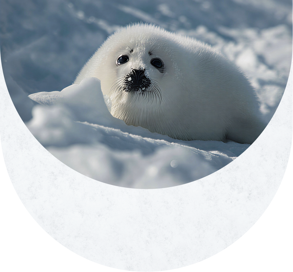 Snow texture overlay
